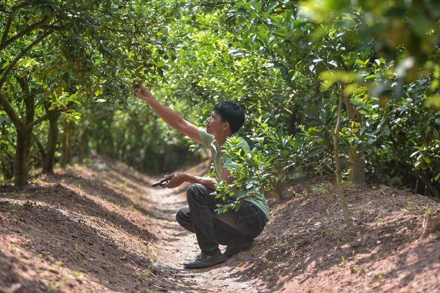 'Äá»t nháº­p' vÆ°á»n chanh tá»© quÃ½ trá»ng trÃªn gá»c bÆ°á»i, thu vá» 5 tá»· Äá»ng/nÄm