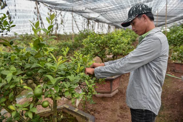 'Äá»t nháº­p' vÆ°á»n chanh tá»© quÃ½ trá»ng trÃªn gá»c bÆ°á»i, thu vá» 5 tá»· Äá»ng/nÄm