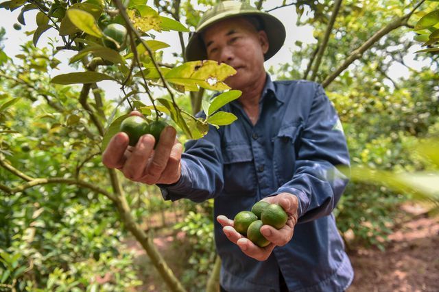 'Äá»t nháº­p' vÆ°á»n chanh tá»© quÃ½ trá»ng trÃªn gá»c bÆ°á»i, thu vá» 5 tá»· Äá»ng/nÄm