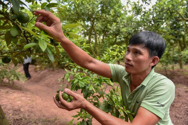 'Äá»t nháº­p' vÆ°á»n chanh tá»© quÃ½ trá»ng trÃªn gá»c bÆ°á»i, thu vá» 5 tá»· Äá»ng/nÄm