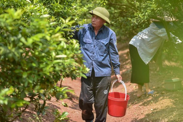 'Äá»t nháº­p' vÆ°á»n chanh tá»© quÃ½ trá»ng trÃªn gá»c bÆ°á»i, thu vá» 5 tá»· Äá»ng/nÄm