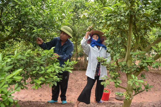 'Äá»t nháº­p' vÆ°á»n chanh tá»© quÃ½ trá»ng trÃªn gá»c bÆ°á»i, thu vá» 5 tá»· Äá»ng/nÄm