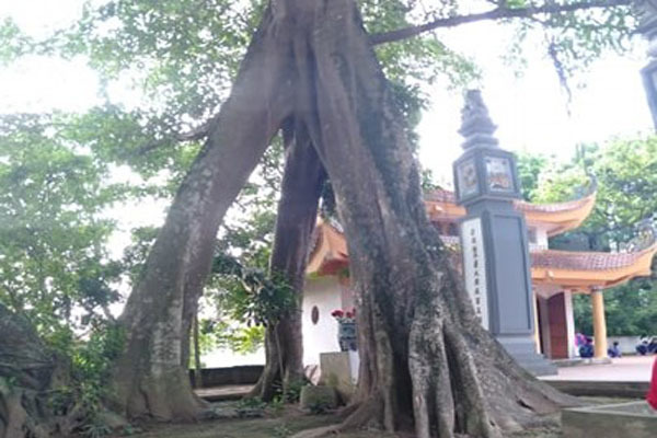 Chuyện lạ về cây đa cổ thụ có 3 gốc 'độc' cạnh đền thờ vua
