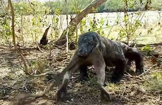 Rồng Komodo ăn tươi nuốt sống cả con khỉ với vài cú ngáp
