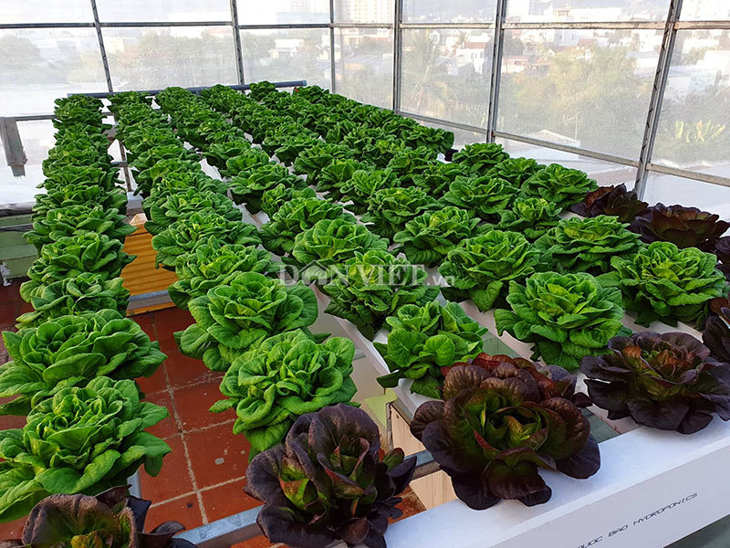 Top 3 phương pháp trồng rau tại nhà tốt nhất cho gia đình  Thủy Canh Sài  Gòn