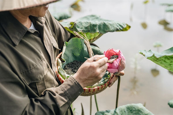 Organic lotus tea start-up focuses on quality first