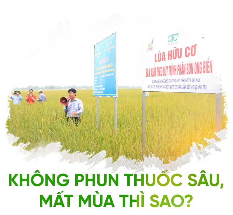 nông nghiệp hữu cơ,nông nghiệp sạch,lúa hữu cơ,Quảng Trị