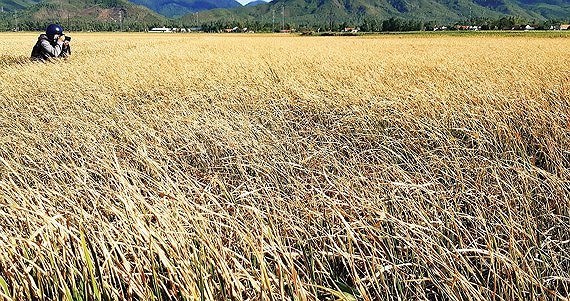 Central Vietnam seriously affected by drought