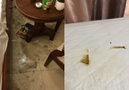 Cặp đôi lén lút mang chó vào khách sạn, ra về để lại 'căn phòng kinh hãi'