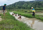 3 thanh niên ngăn suối, làm điều cảm động dưới chân núi lửa