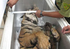Experts discuss ways to protect tigers