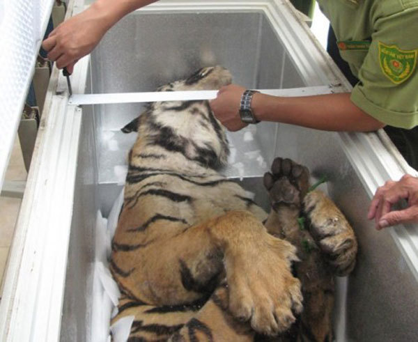 Experts discuss ways to protect tigers