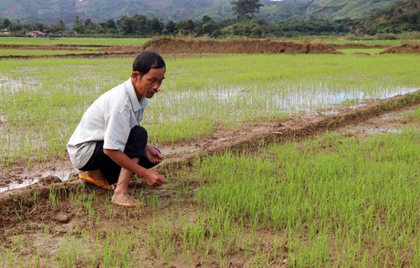 Rice damaged by hydroelectric plant construction