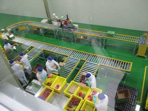 Businesses spend big money on fruit processing technology