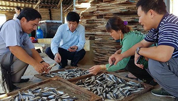 Quảng Trị tồn đọng cả ngàn tấn cá nục khô
