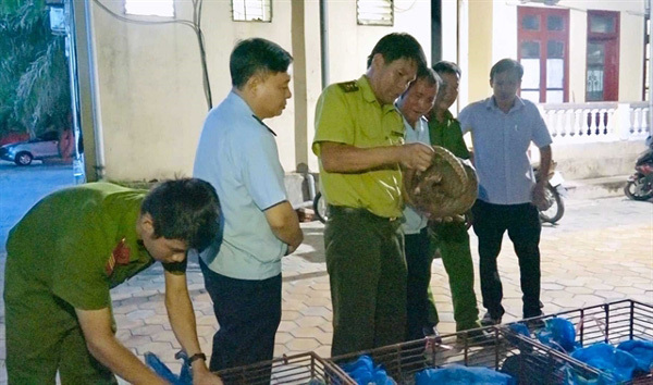 Couple arrested for illegally transporting pangolins