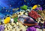 Sinh vật nào dưới đại dương sản sinh nhiều oxy nhất?