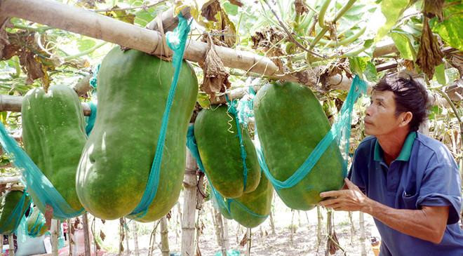 Khu vườn chuyên trồng những quả bí 'khổng lồ' ở Việt Nam