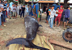 Fishermen buries two-tonne whale washed up on Khanh Hoa beach