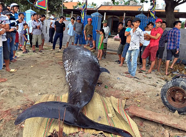 Fishermen buries two-tonne whale washed up on Khanh Hoa beach