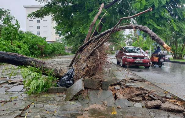 Bão số 3 lướt nhẹ qua Hải Phòng, hàng loạt cây xanh bật gốc