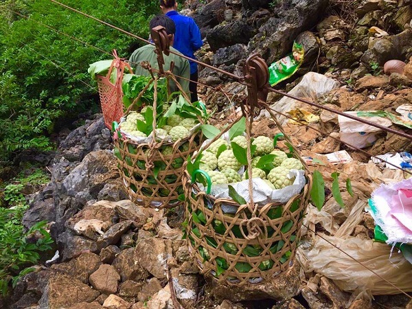 Đặc sản na Chi Lăng theo cáp treo 'bay vèo' từ trên núi xuống