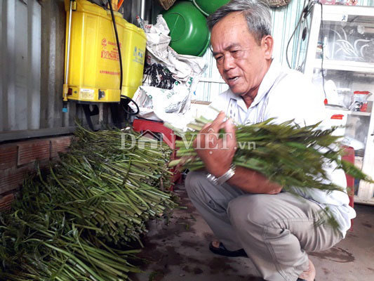 Chuyện lạ Việt Nam, trồng loài rau dại cứu đói thu tiền triệu mỗi ngày