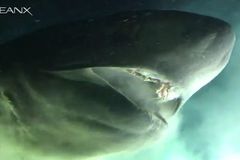 Chạm trán cá mập nguyên thuỷ siêu khổng lồ dưới biển sâu