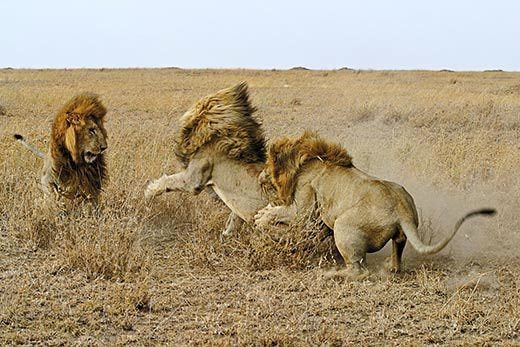 Sư tử đầu đàn vật vã chống cuộc mưu phản tập thể