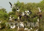 Wetland forest management project launched for Tram Chim National Park