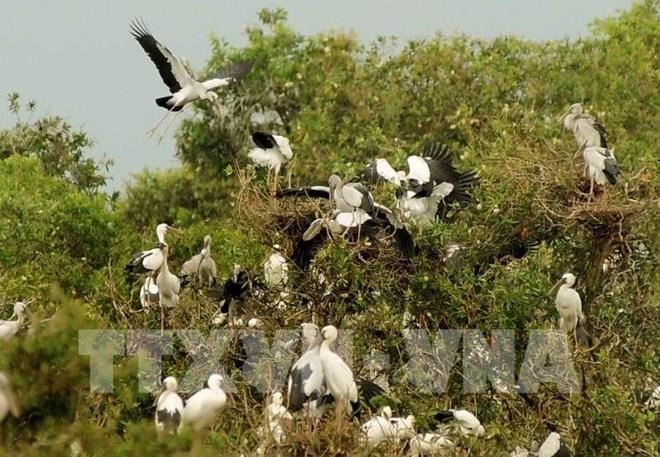 Wetland forest management project launched for Tram Chim National Park