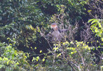 Forest restoration set to conserve grey-shanked doucs in Quang Nam