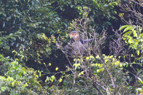 Forest restoration set to conserve grey-shanked doucs in Quang Nam