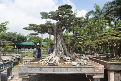 Cây cảnh 'Cột cờ Hà Nội' giá 2 tỷ, chủ nhân vẫn nhất quyết không bán