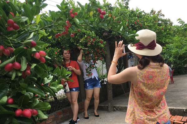 Quả cây lạ, chín đỏ rực làng, khách khắp nơi tìm về thưởng thức