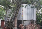 Cả làng quây tôn, dựng chốt bảo vệ cây sưa 22 tỷ ở Vĩnh Phúc