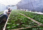 Ginseng men in the midst of Ngoc Linh forest