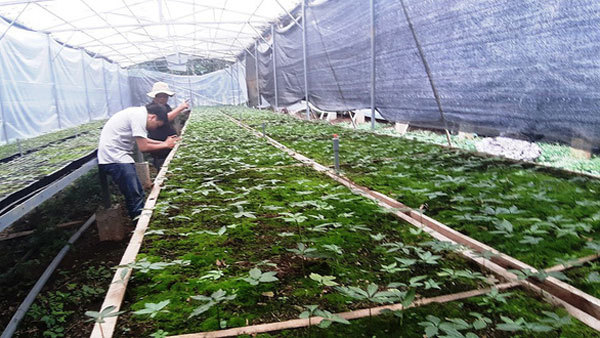 Ginseng men in the midst of Ngoc Linh forest