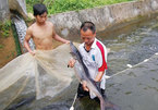 Caged-sturgeon breeding brings high incomes to mountainous farmers