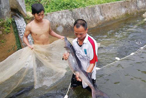 Caged-sturgeon breeding brings high incomes to mountainous farmers