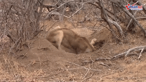 Clip hiếm sư tử đào hang giết chết lợn rừng