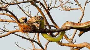 Xem rắn vắt mình trên ngọn cây ăn thịt chim non