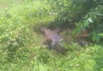 Thi thể nam giới phân hủy nặng bên bờ đê ở Quảng Ninh