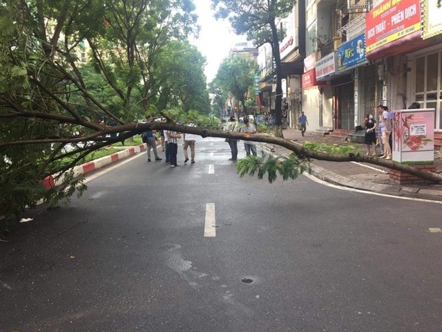 One killed by fallen tree in Hanoi