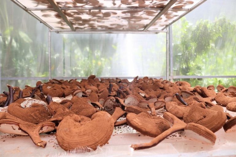 VN farmers use smartphones in cultivation of lingzhi mushrooms