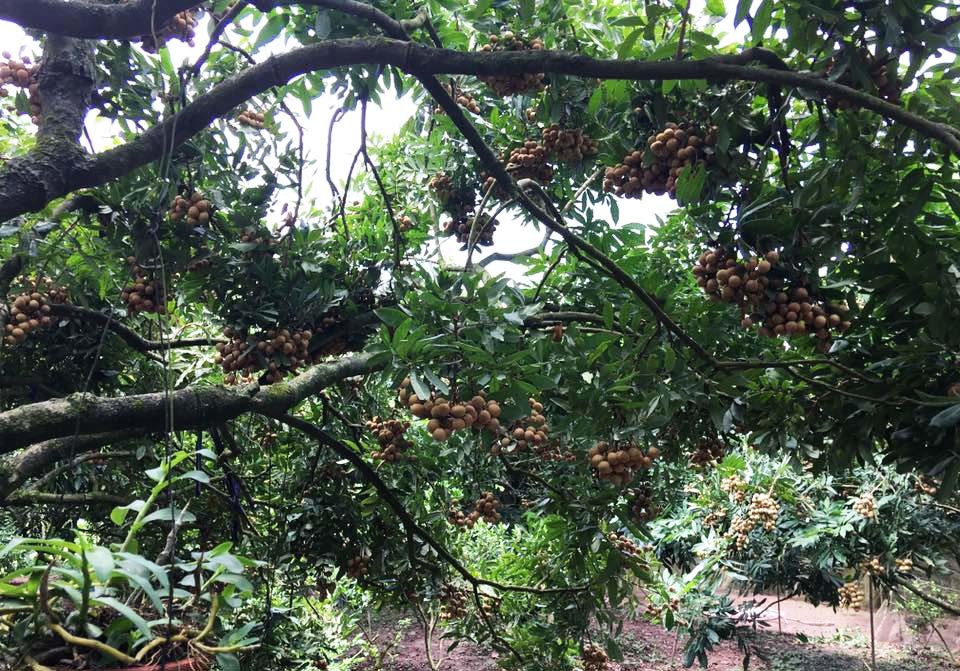 Bao trọn cây nhãn tiến vua hiếm có, tự hái ăn cả mùa quá đã