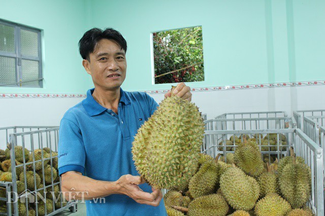 'Đóng băng' múi sầu riêng bán ra Thủ đô, lão nông lời 7 tỷ mỗi năm