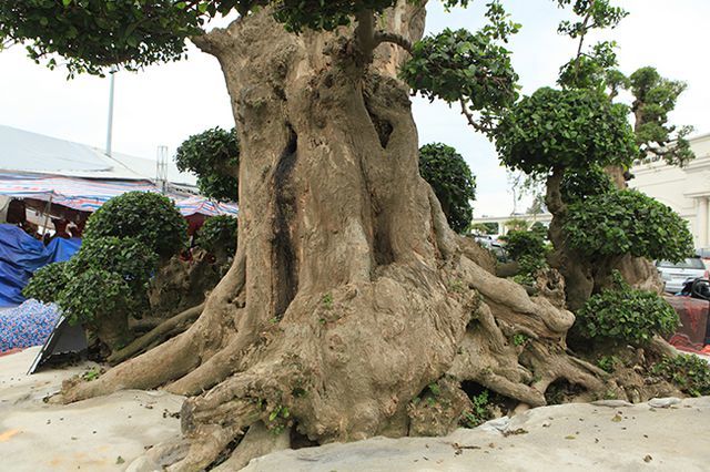 Tuyệt phẩm duối cổ 'Gia đình sum vầy' cao 4m, giá hơn 10 tỷ Tuyệt phẩm duối cổ 'Gia đình sum vầy' cao 4m, giá hơn 10 tỷ