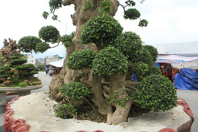 Tuyệt phẩm duối cổ 'Gia đình sum vầy' cao 4m, giá hơn 10 tỷ Tuyệt phẩm duối cổ 'Gia đình sum vầy' cao 4m, giá hơn 10 tỷ
