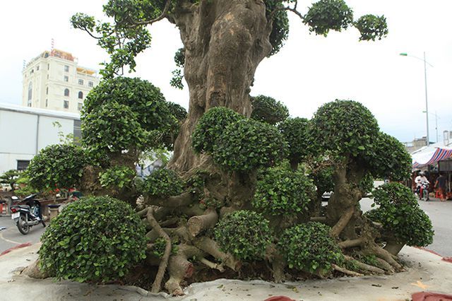 Tuyệt phẩm duối cổ 'Gia đình sum vầy' cao 4m, giá hơn 10 tỷ Tuyệt phẩm duối cổ 'Gia đình sum vầy' cao 4m, giá hơn 10 tỷ